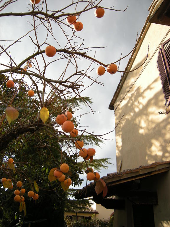 Agriturismo Il Colle Siena Quarto foto